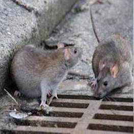 Народные средства от крыс: чем отравить и как бороться